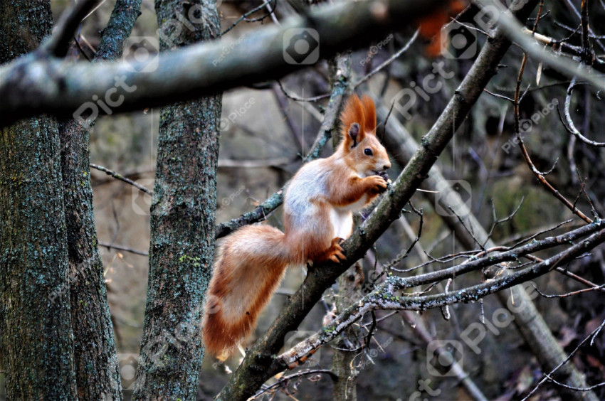 Squirrel on a tree