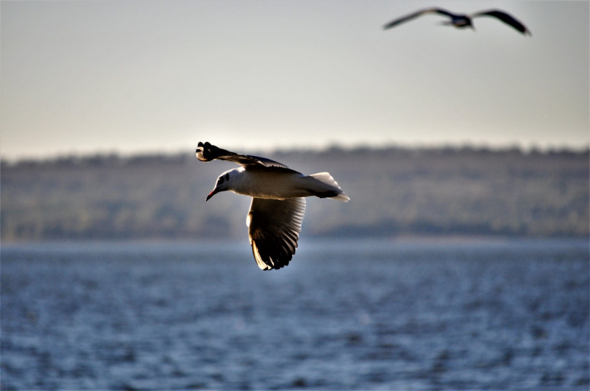 Birds over the water