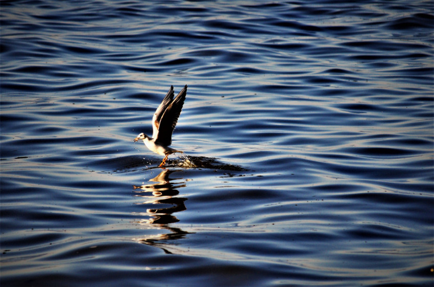 The bird sits on the water