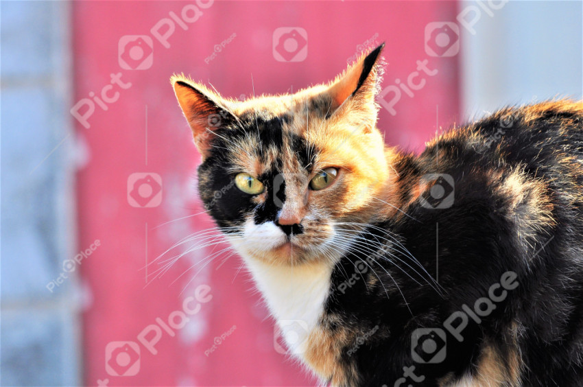 cat on a pink background