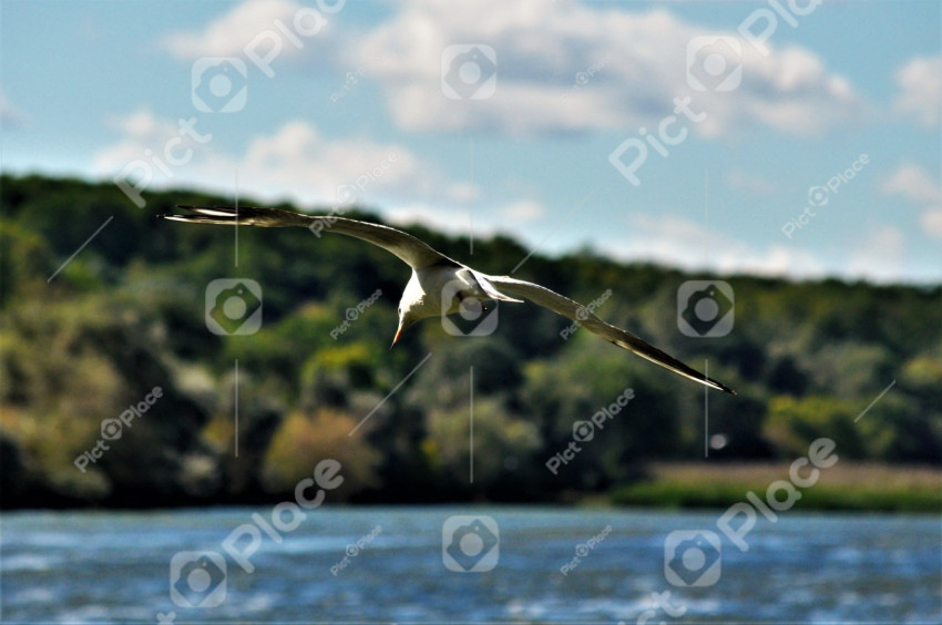 seagull in flight over water