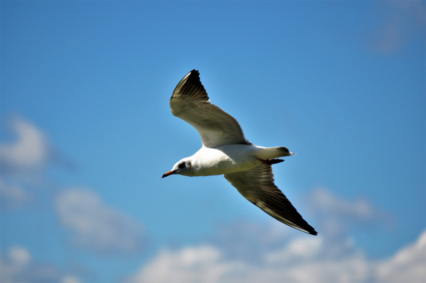 seagull in flight