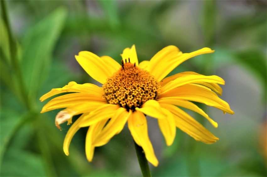 yellow flower