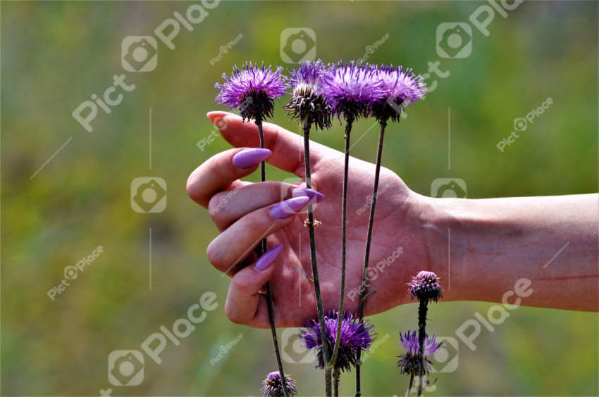 female hand and flowers