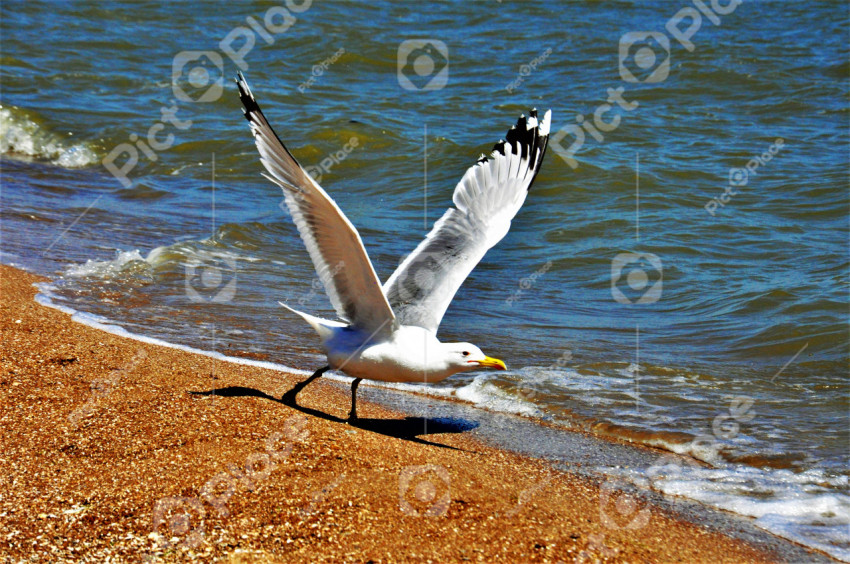 seagull on sea sand