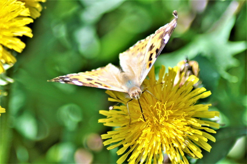 butterfly on a yellow flower