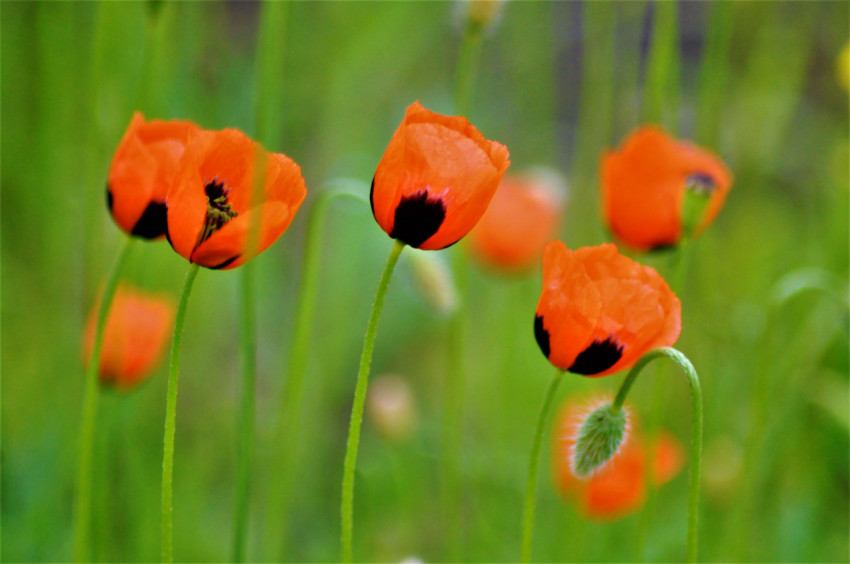 blooming poppy