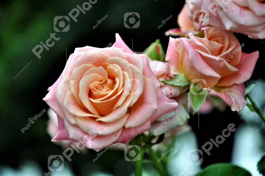 cream roses