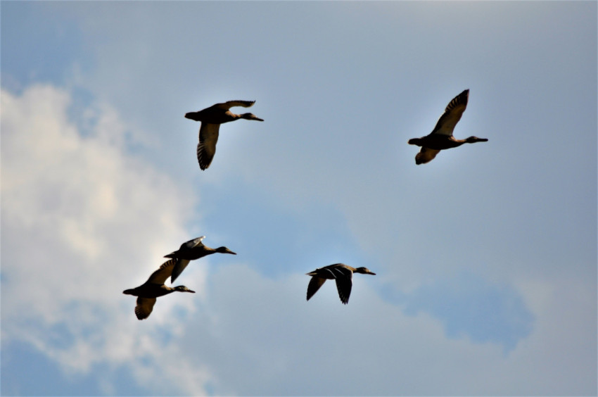 four ducks in flight