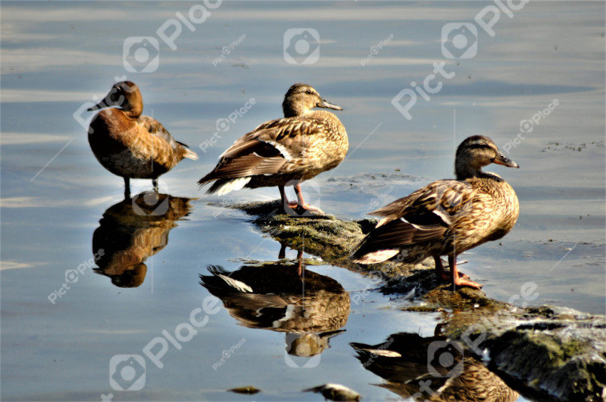 Three ducks near the water