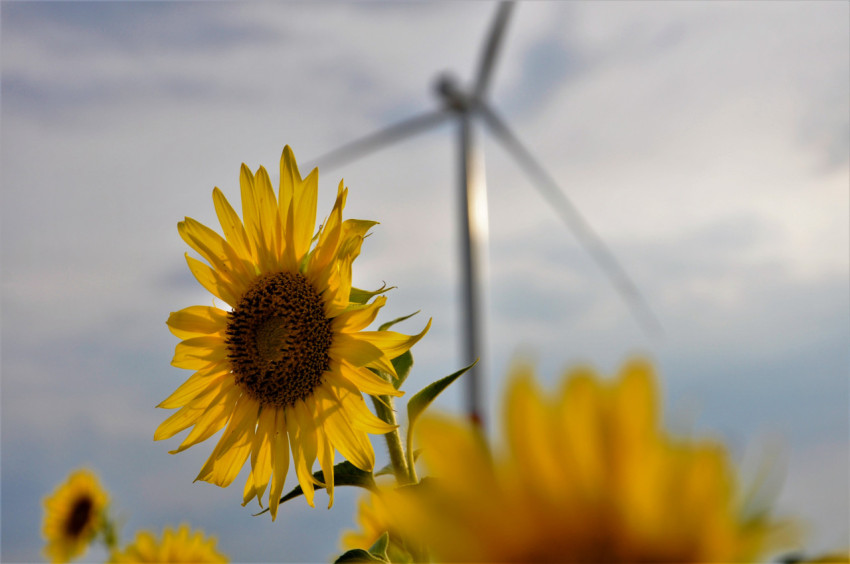 Sunflower against the background of an electric wind farm