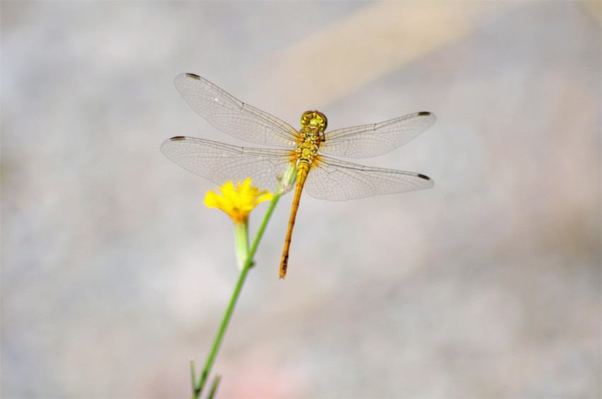 dragonfly closeup