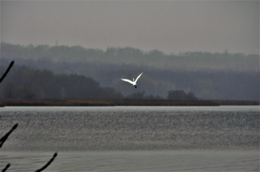 bird over water