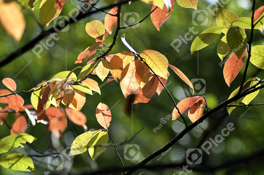 leaves on the tree