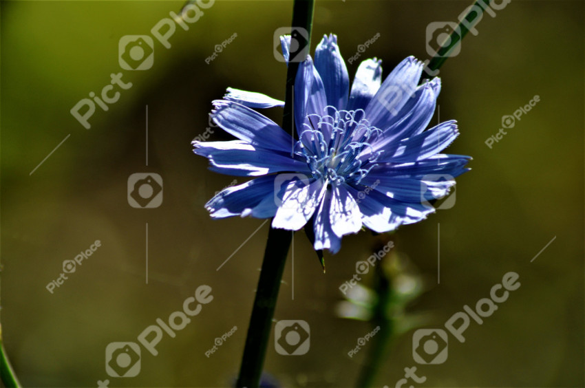 blue flower closeup
