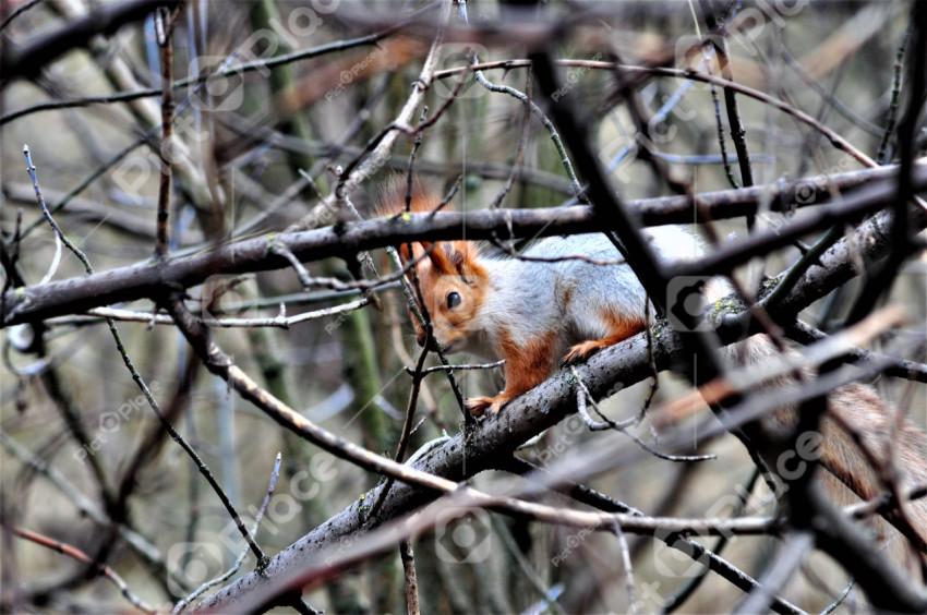 squirrel among the branches