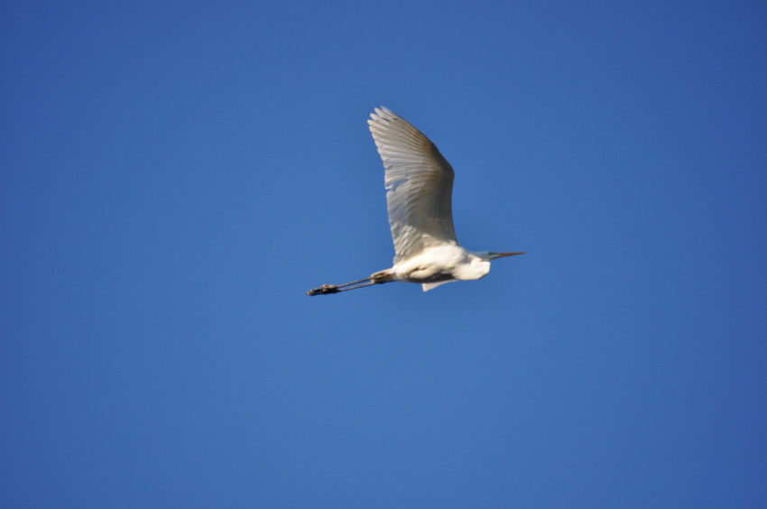 stork in flight