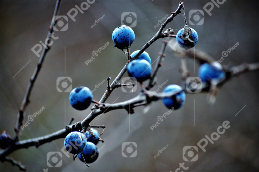 Berries on a branch close-up
