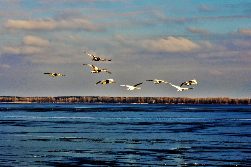 Birds over the water