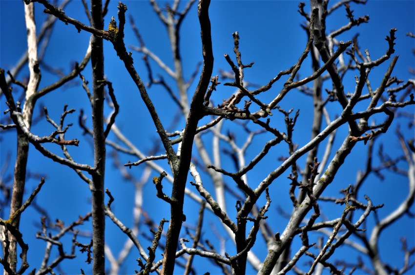 branches, blue sky