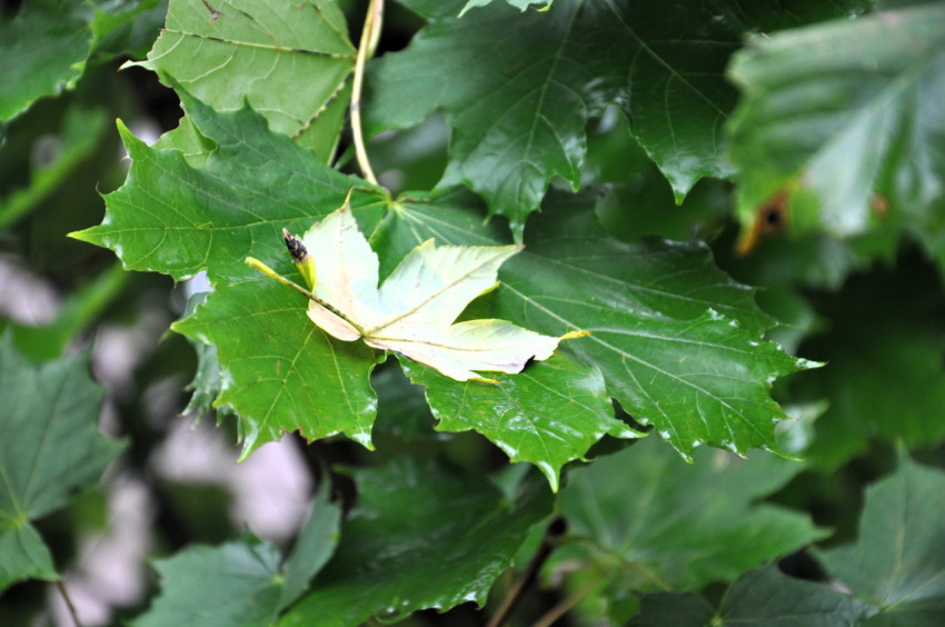 leaves