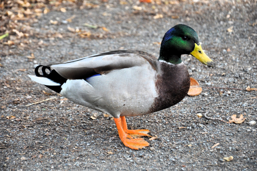 Duck