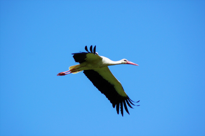 stork in flight