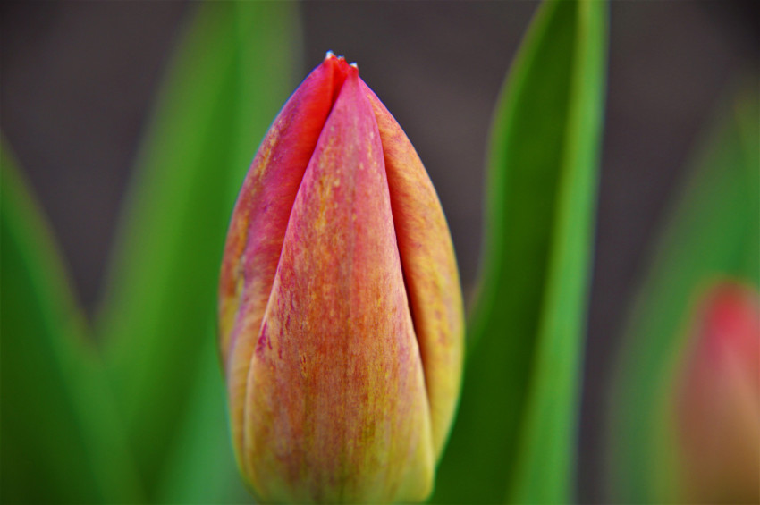 closed tulip