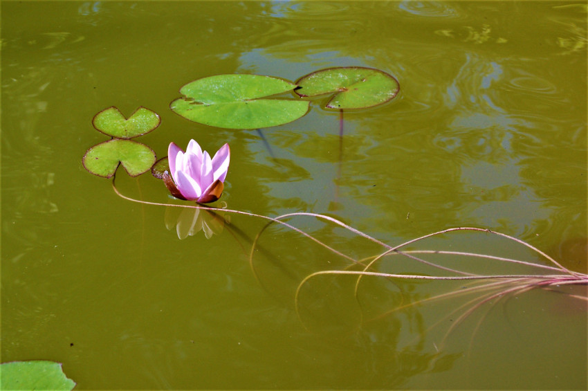 Pink water lily in the water