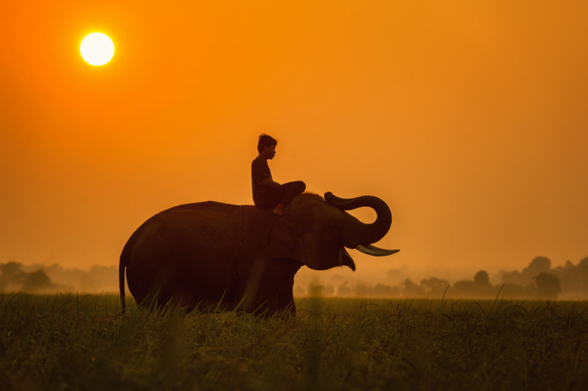 Boy and elephant at sunset