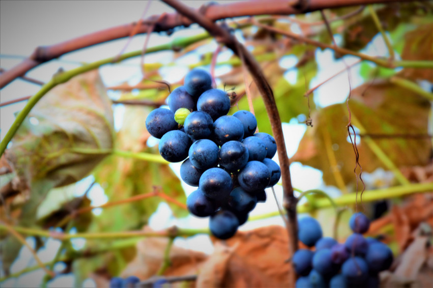 Bunch of grapes