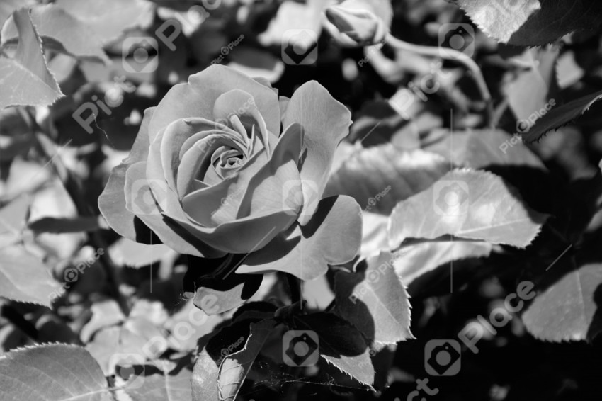 rose, bw photo