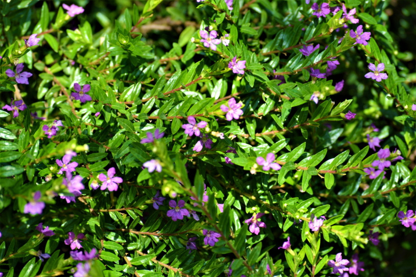 Lilac flowers