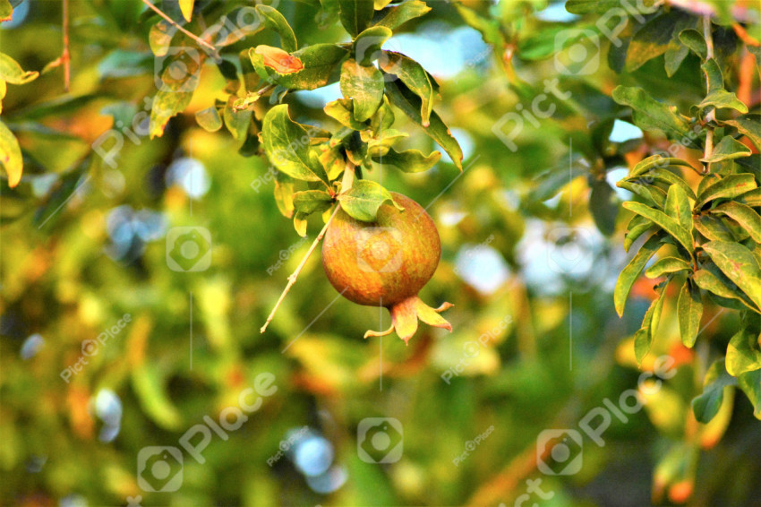 small pomegranate