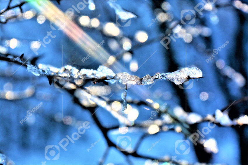 snow on a branch, light artifact