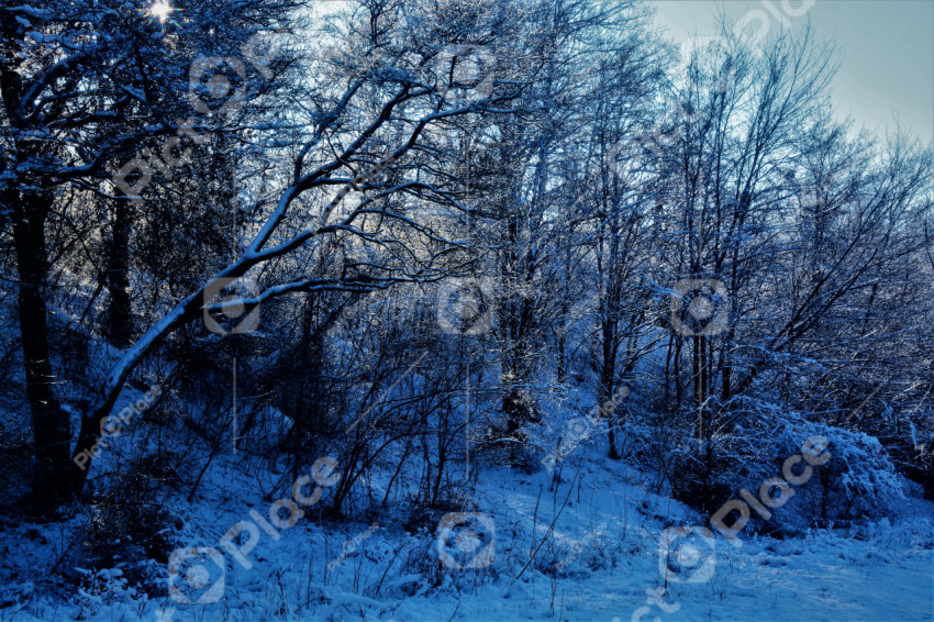 winter blue landscape