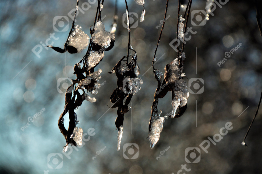 ice on a branch