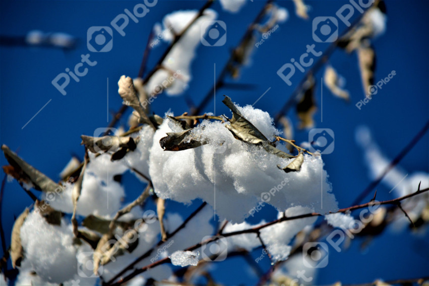 Snow on a branch