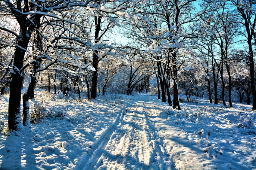 Snow covered road in the forest