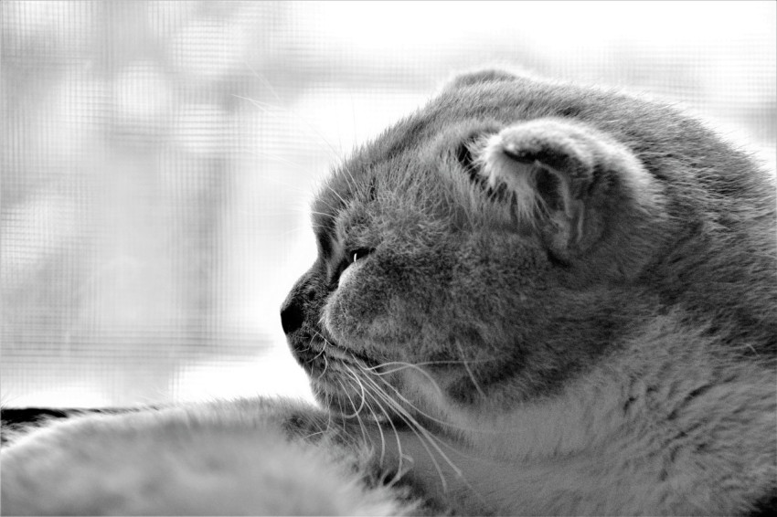 cat bw photo