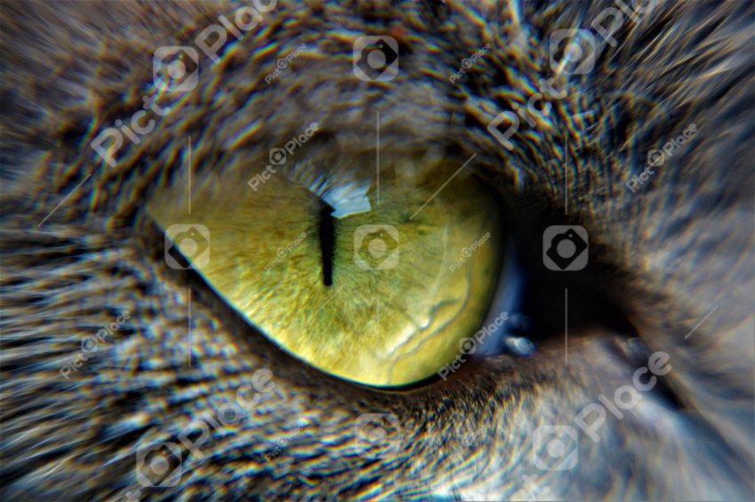 Cat eye macro