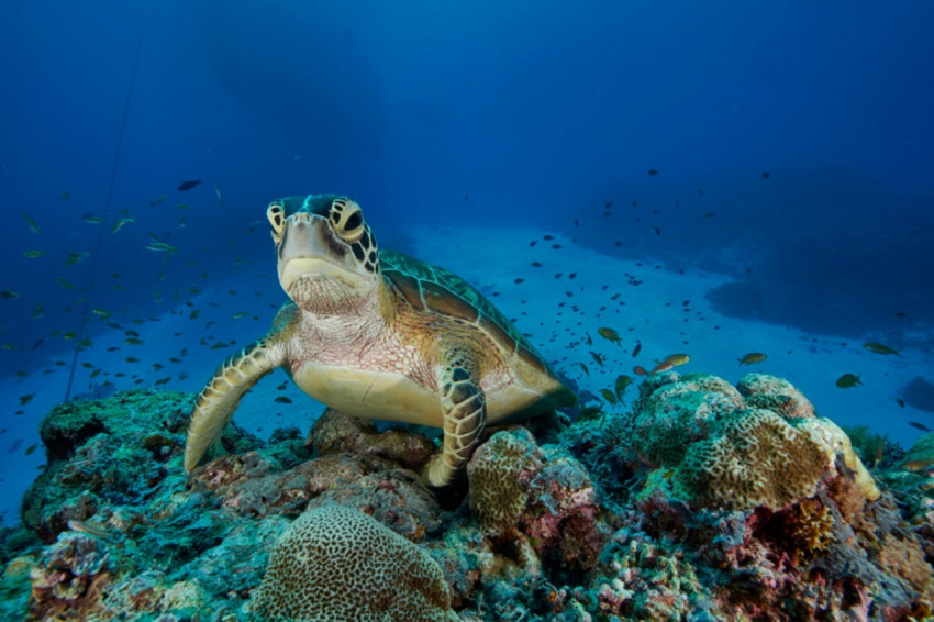 A sea turtle swims