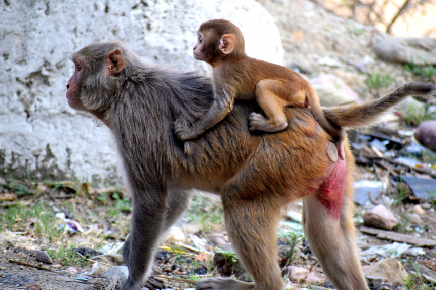 little monkey on his mother's back