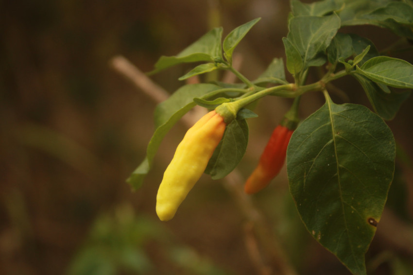 Radiant Spice: Capturing the Essence of Yellow Chili