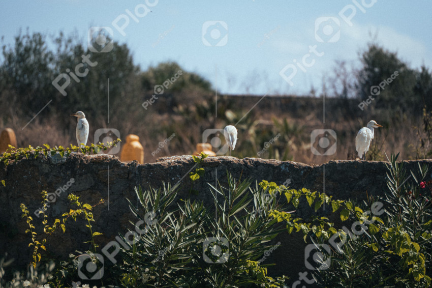 Group of birds sitting on top of a stone wall