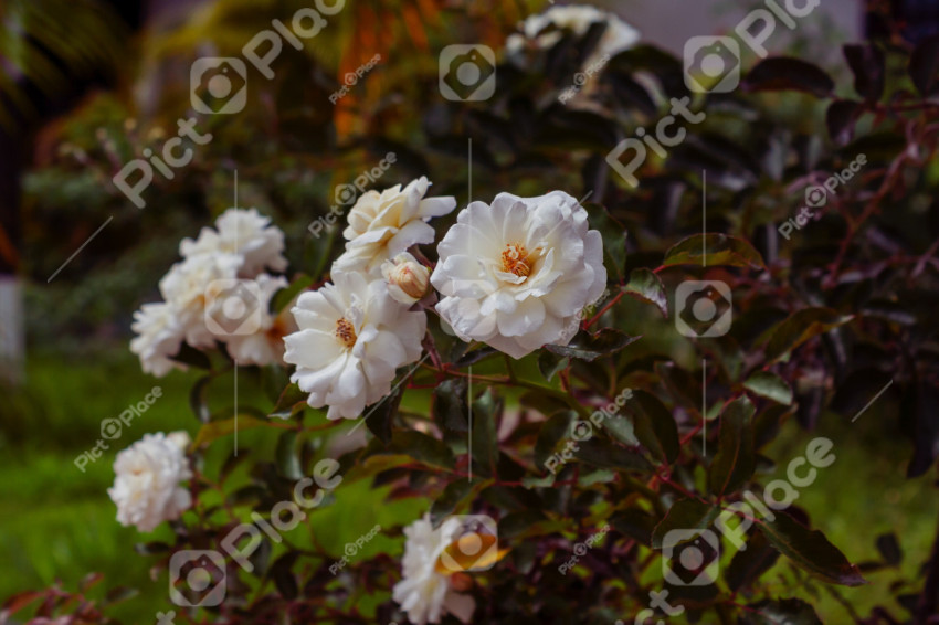bush with white flowers in a garden