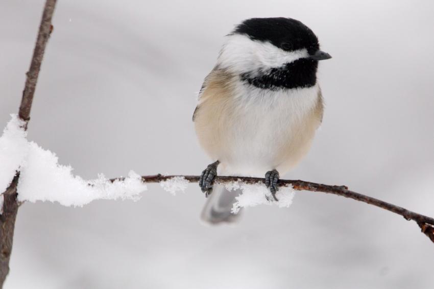 Small black and white bird perched on a branch