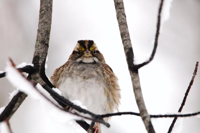 Little bird sitting on a tree branch