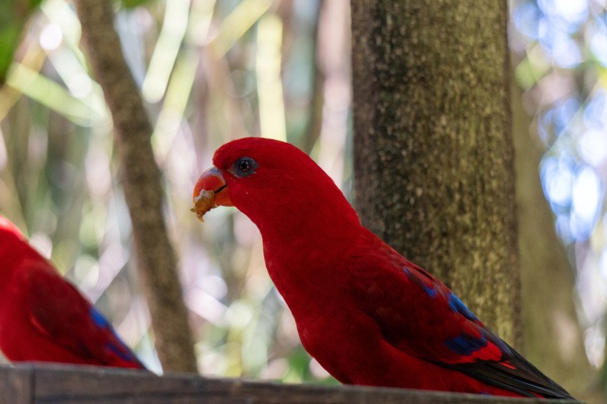 couple of red birds sitting on top of a wooden