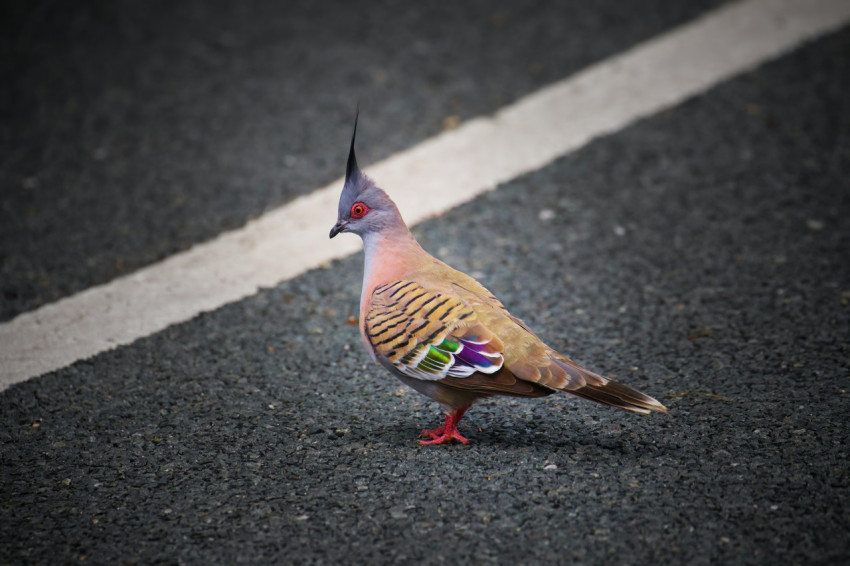 bird standing on the side of a road